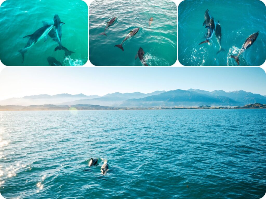South Island Paid Experiences - Kaikoura Dusky Dolphins