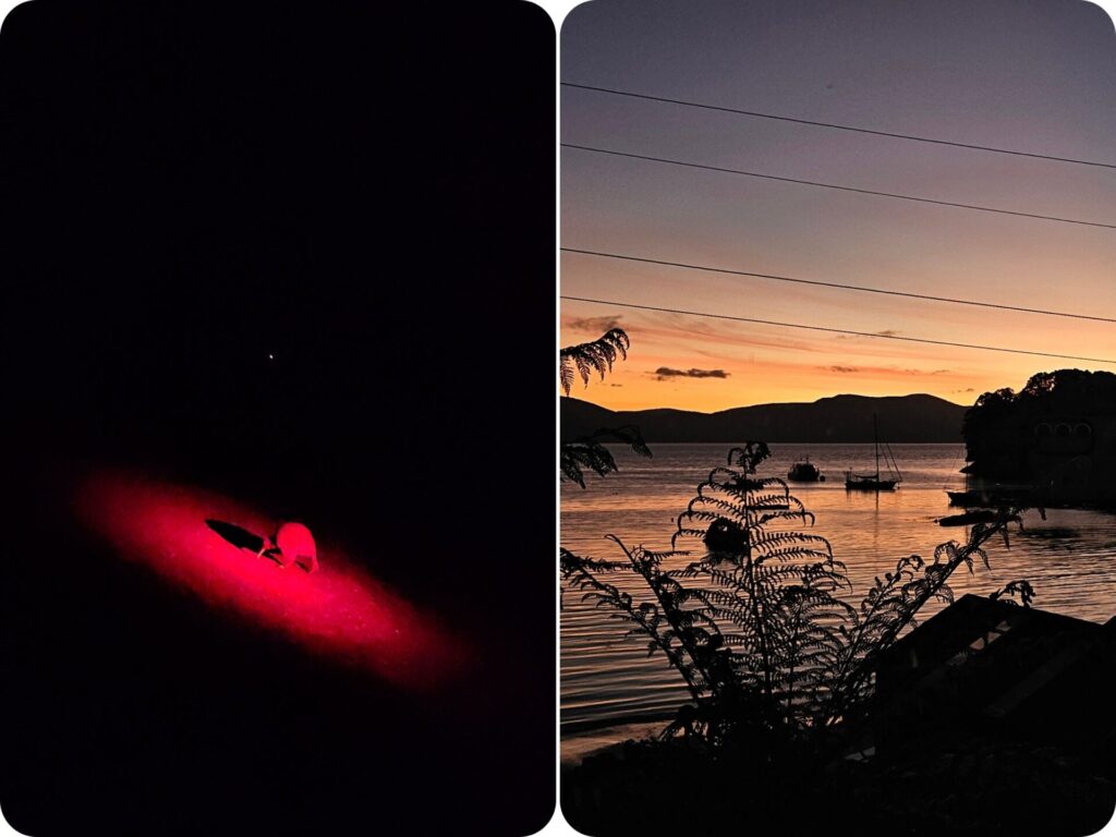 South Island Paid Experiences - Kiwi Spotting Rakiura