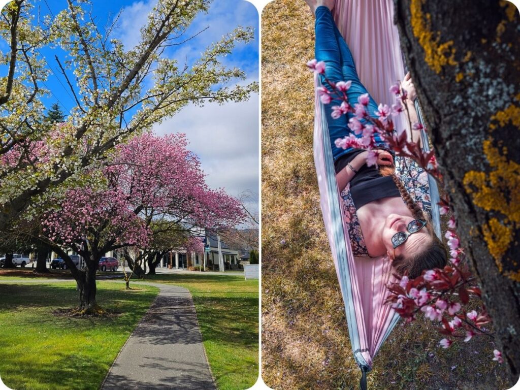 Things to do in Alexandra & Central Otago - Blossom Festival