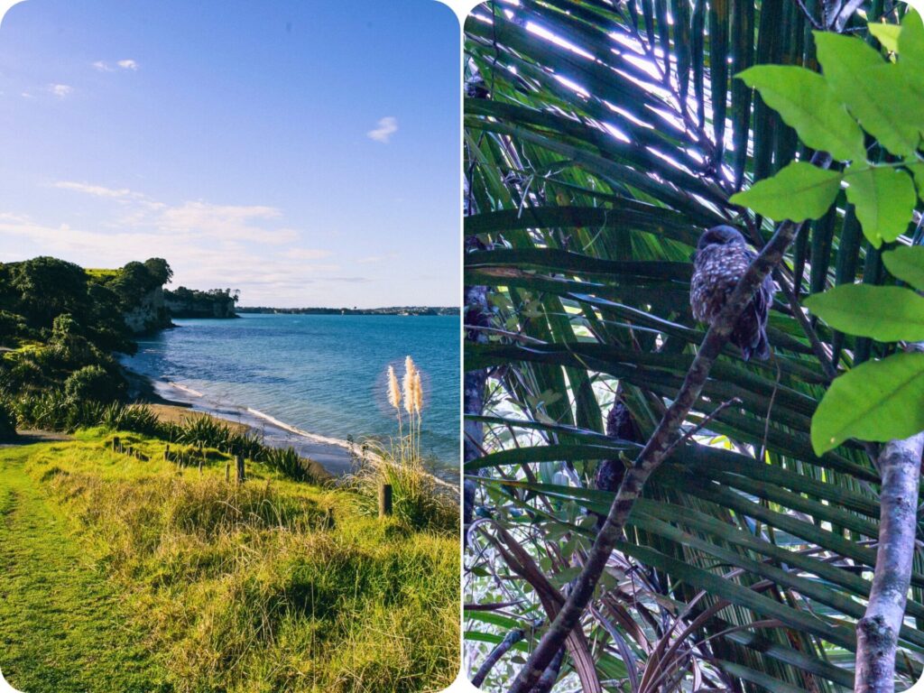 Auckland Beaches - Long Bay