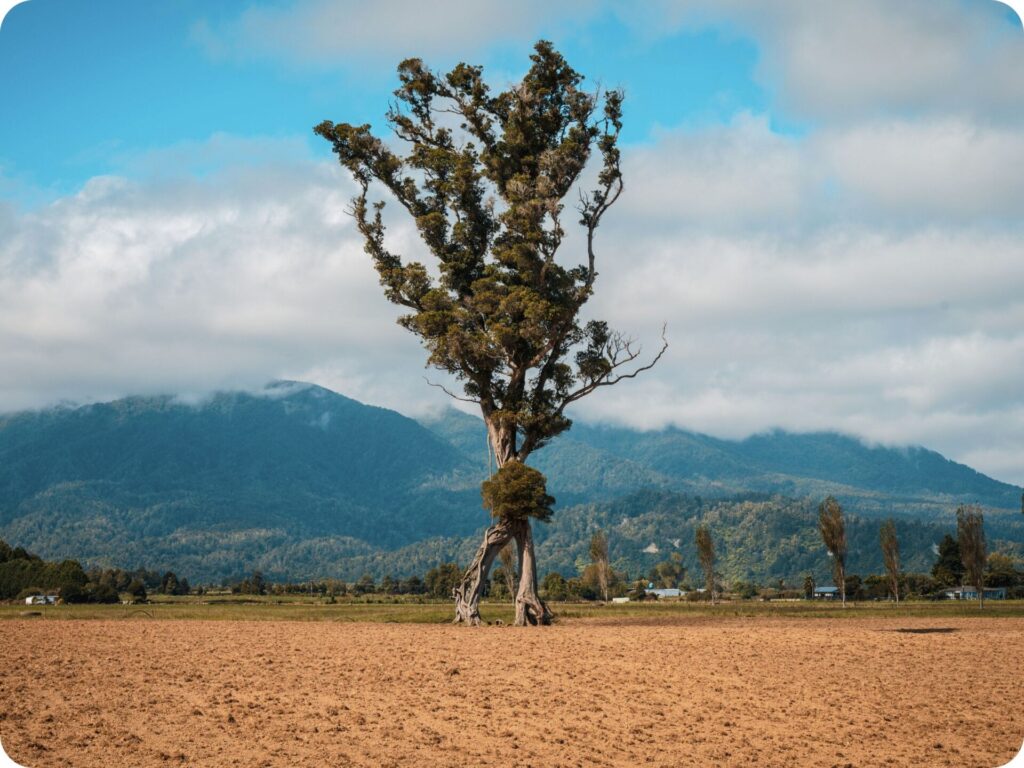 New Zealand’s West Coast - Karamea Walking Tree
