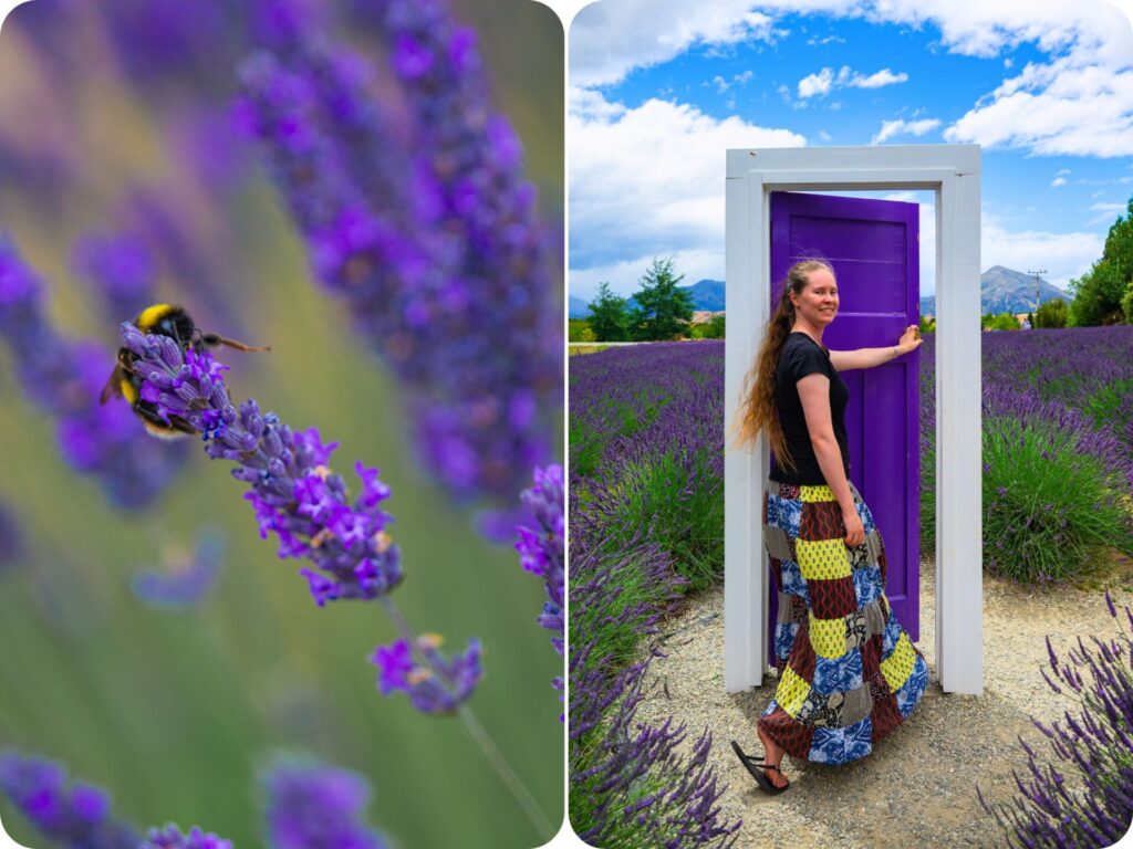 Things to do in Wānaka - Lavender Farm