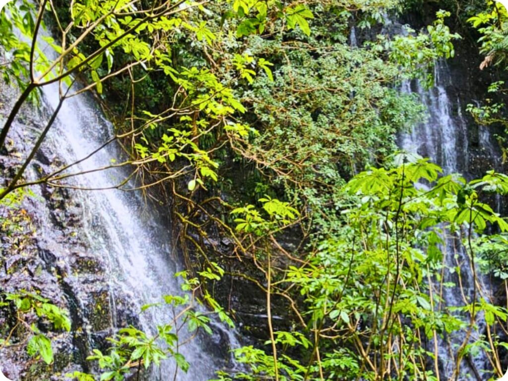 Waterfalls in the Catlins - Barr