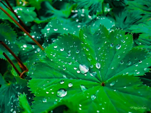 Leaf Droplets Print
