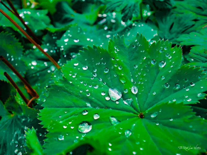 Leaf Droplets Print