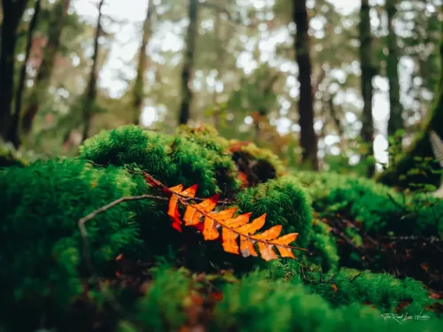 Forest Floor Print