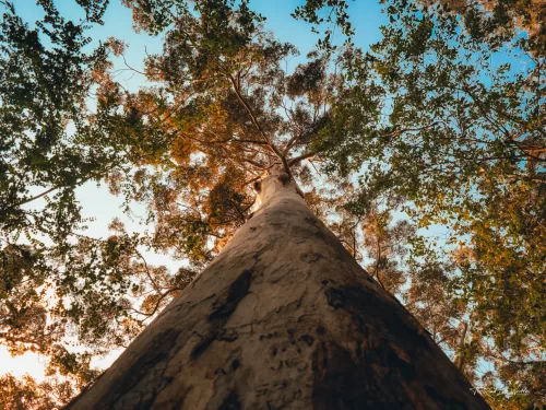 Towering Tree Print