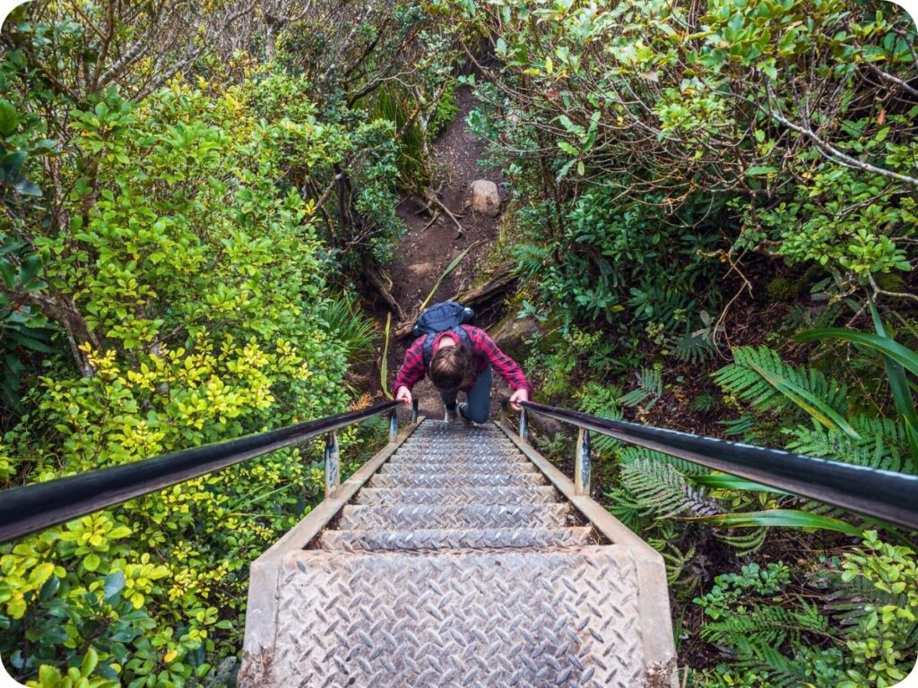 Kauaeranga Kauri Trail - The Climb