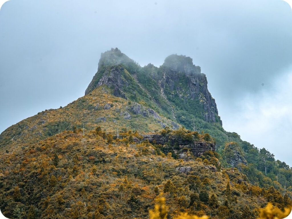 Kauaeranga Kauri Trail - Open Ridge
