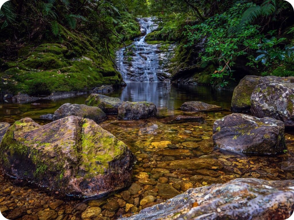 Kauaeranga Kauri Trail - Webb Creek