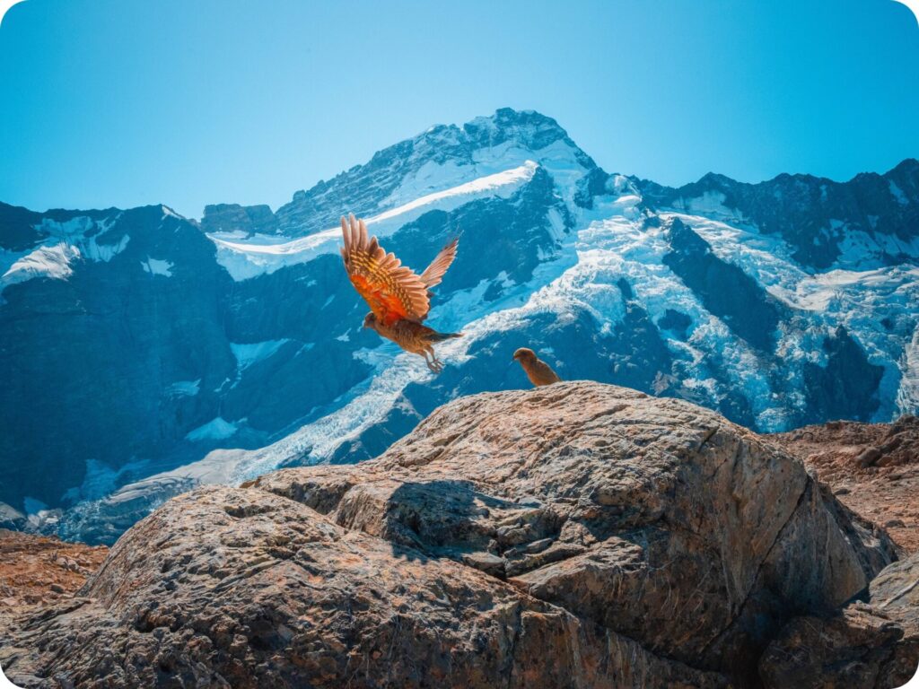 Mueller Hut Day Hike - Kea Time