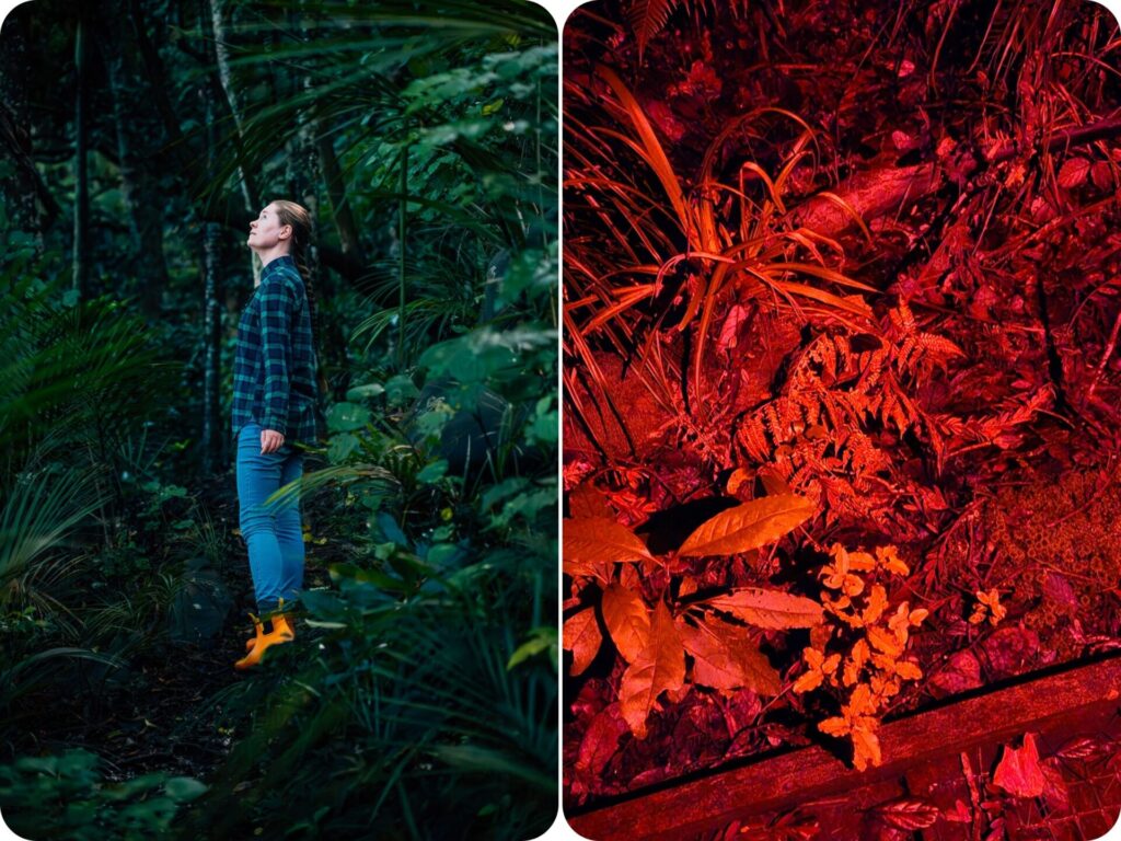 Best Doc Campgrounds on the North Island - Trouson Kauri Park