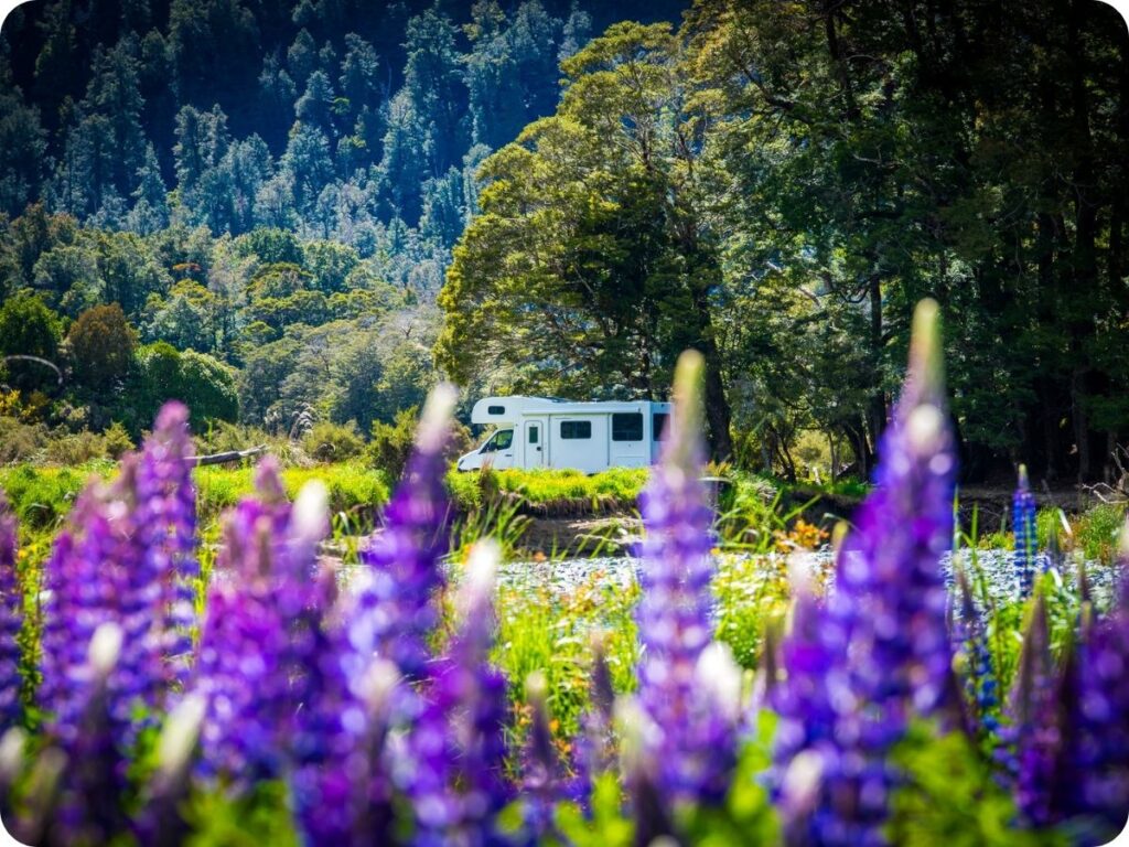 South Island Doc Sites - Deer Flat