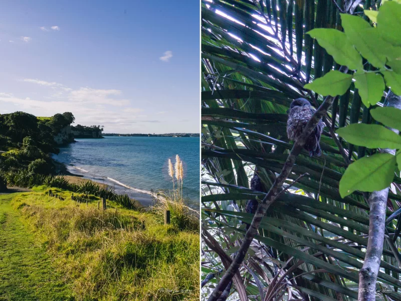 Rolling Green hills are perfect for a walk over Long Bay & An owl hidden amongst the trees at Long Bay