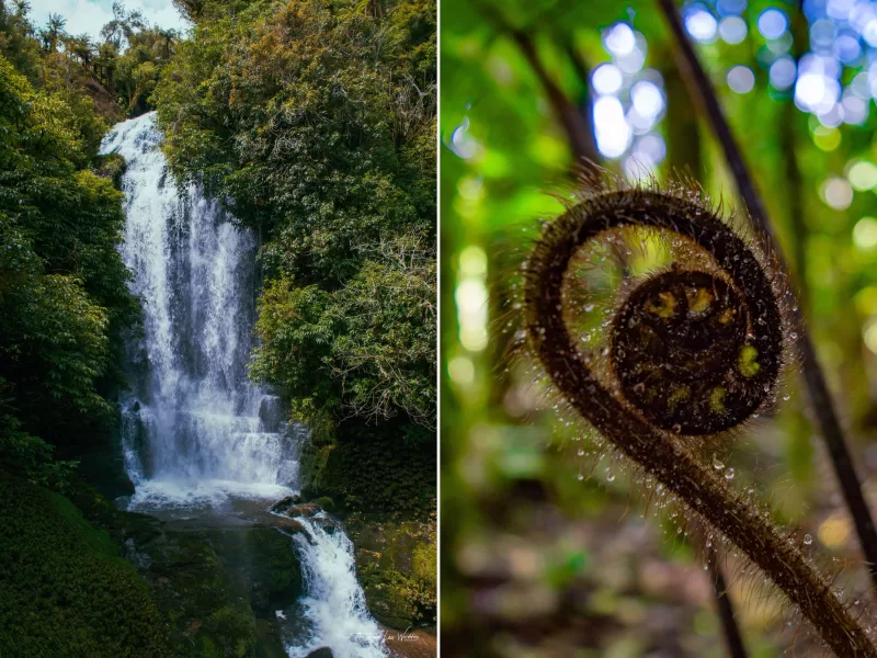 Best Waterfalls in Waikato - Waitanguru Falls & Mangotaki Walk nearby
