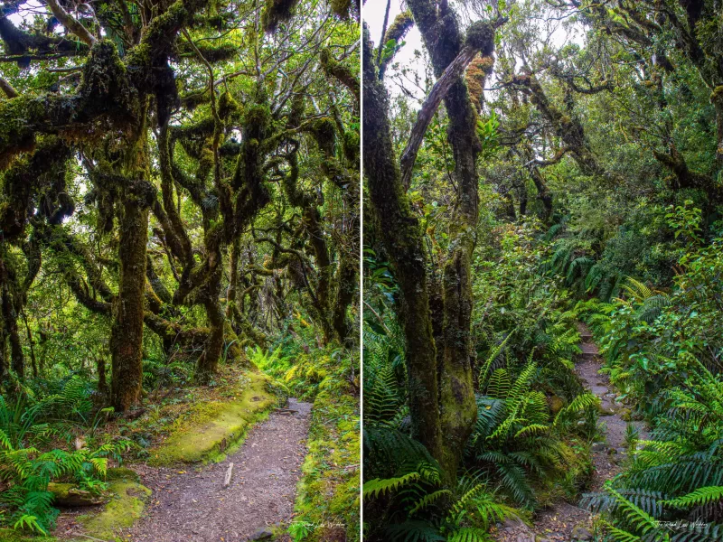 Dawson Falls & Wilkies Pools - Patupaiarehe forest