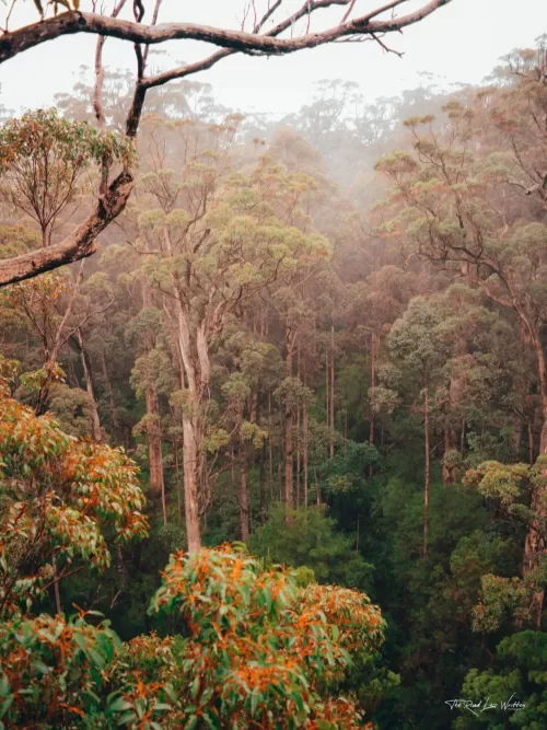 Valley of the Giants Print