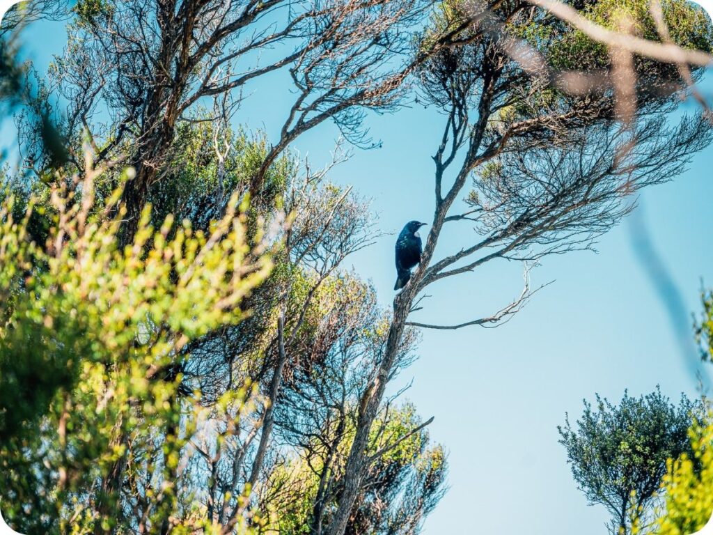 Rakiura Track - Horseshoe Point