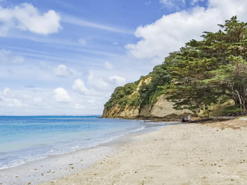 Trees and Cliffs overlooking Shaprespeare Beach