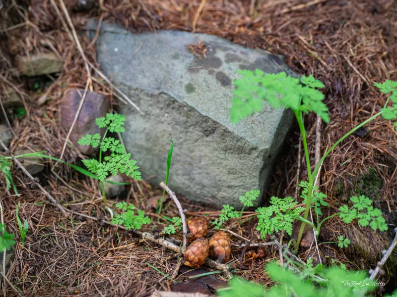 The impact of people who stack rocks has on the environment