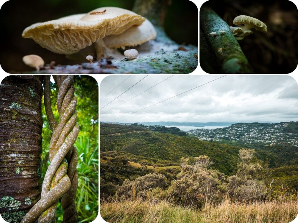 Things to do in Wellington - Otari Wiltons Reserve