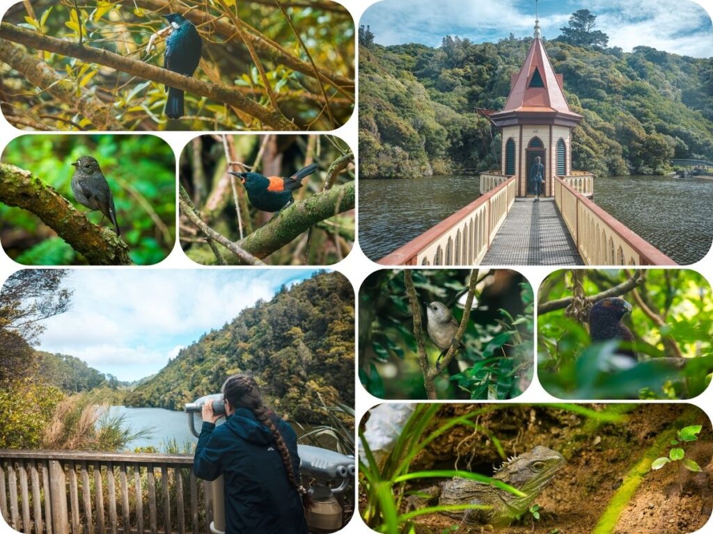 Things to do in Wellington - Zealandia