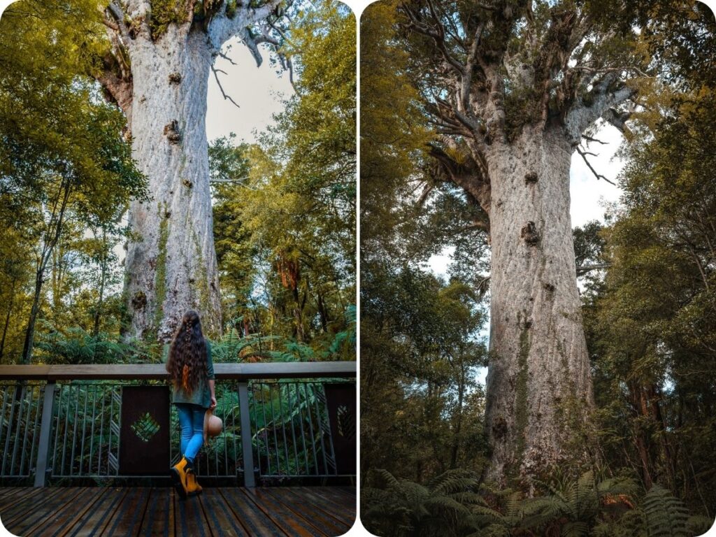 Things to do in Northland - Tane Mahuta