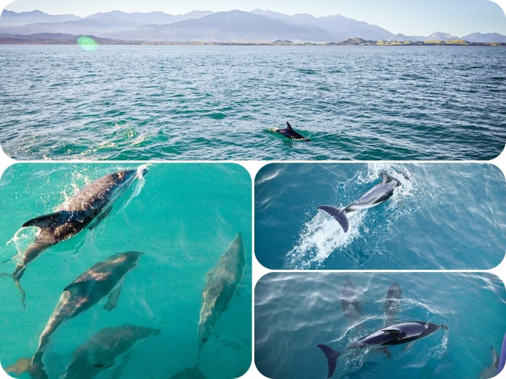 Wildlife Encounters in Aotearoa New Zealand - Dolphin Encounter Kaikoura