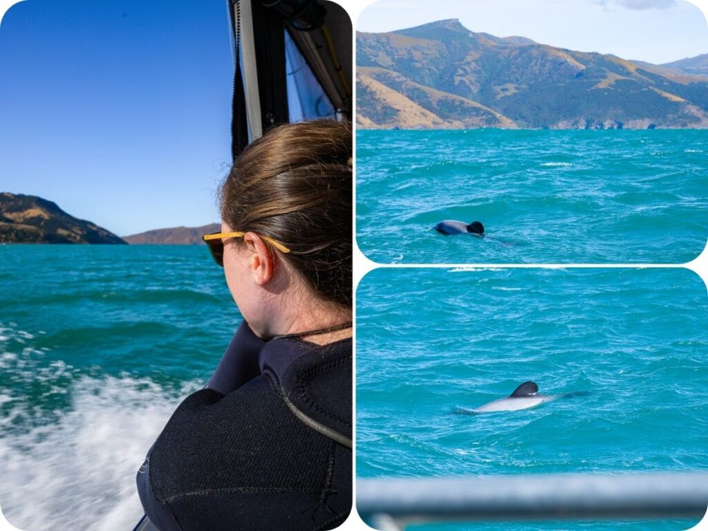 Wildlife Encounters in Aotearoa New Zealand - Hectors Dolphins with Black Cat Cruises in Akaroa