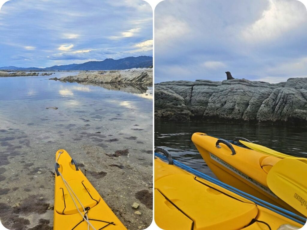 Wildlife Encounters in Aotearoa New Zealand - Kaikoura Kayaks