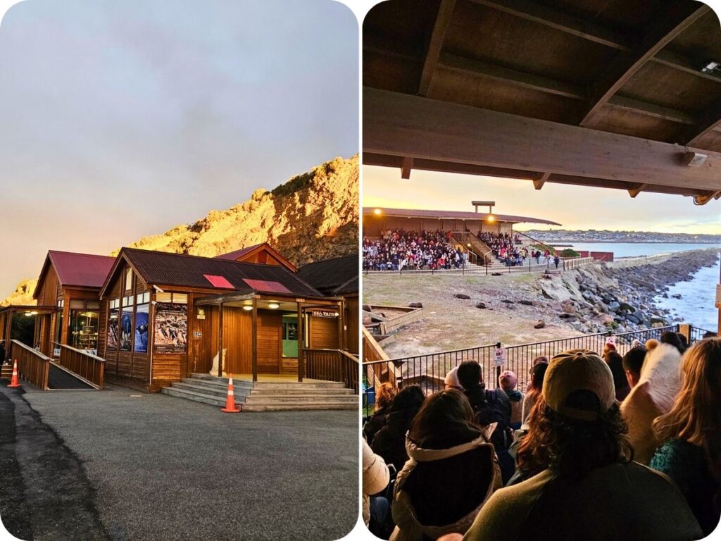 Wildlife Encounters in Aotearoa New Zealand - Oamaru Blue Penguins