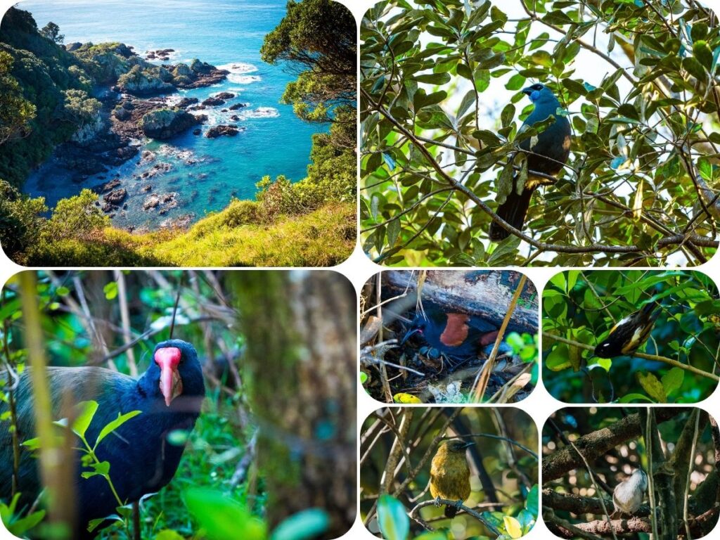 Wildlife Encounters in Aotearoa New Zealand - Tiritiri Mitangi Island